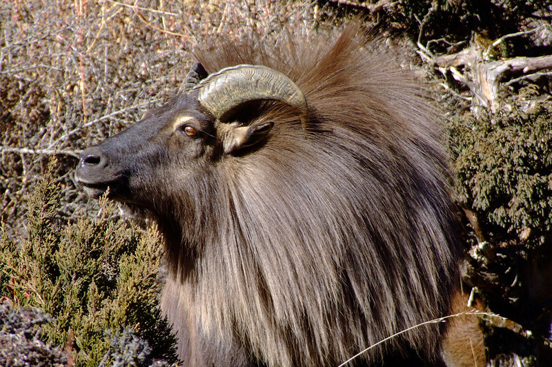 Himalayan Tahr