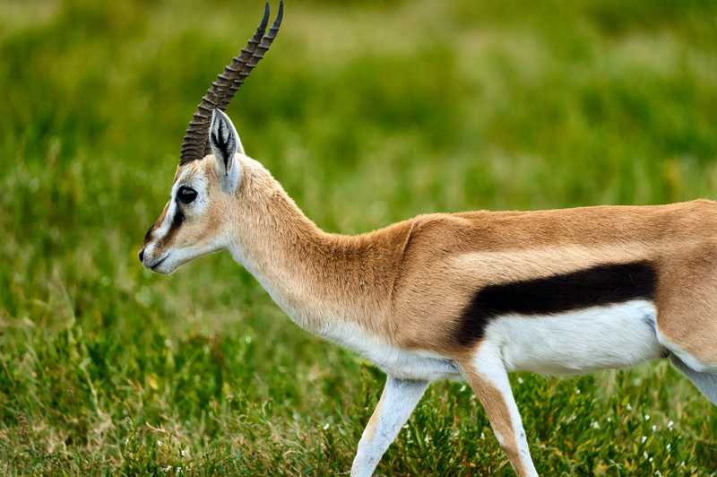 Thompson's Gazelle