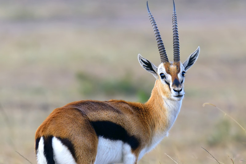 Thompson's Gazelle