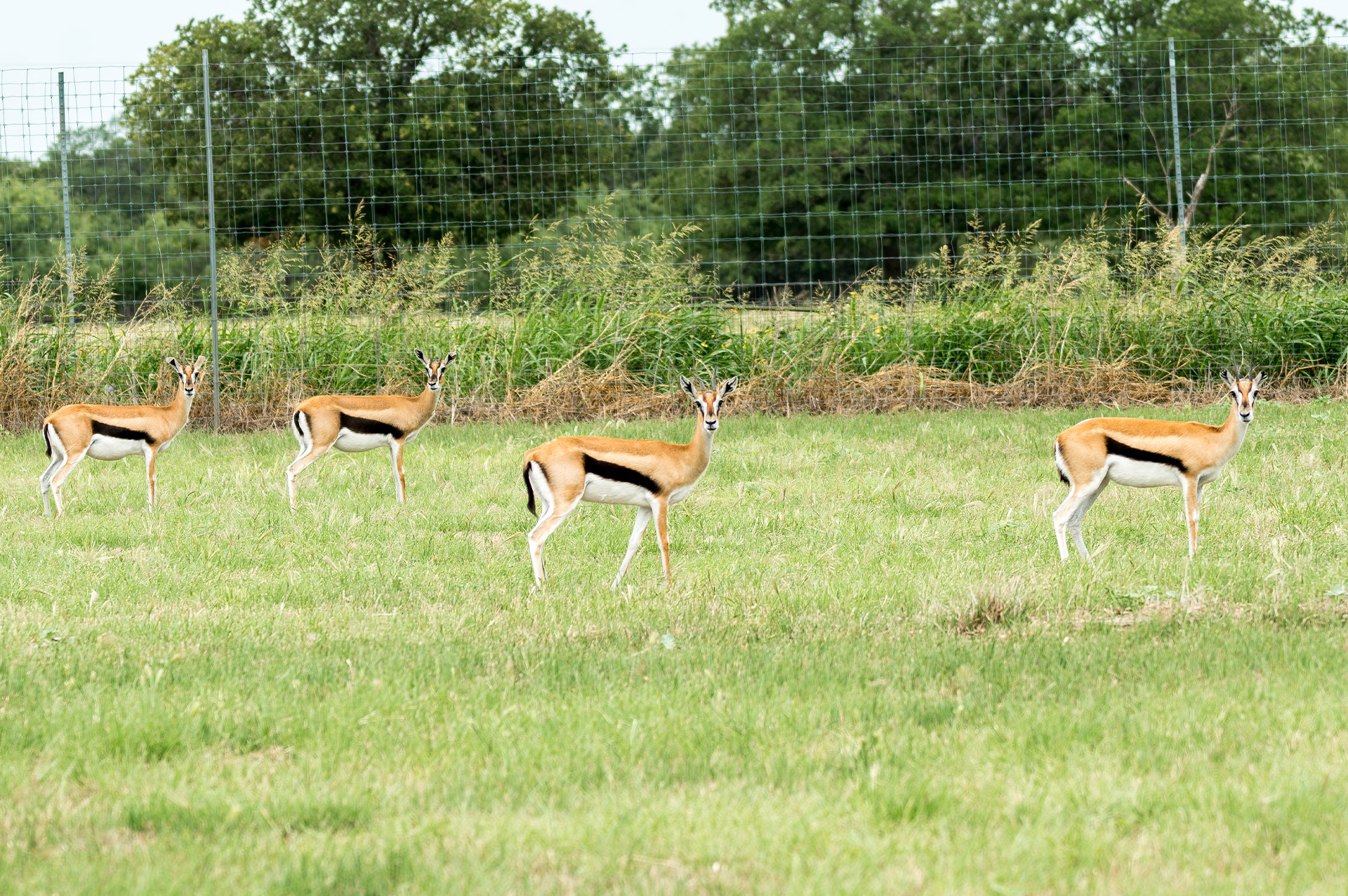 Thompson's Gazelle