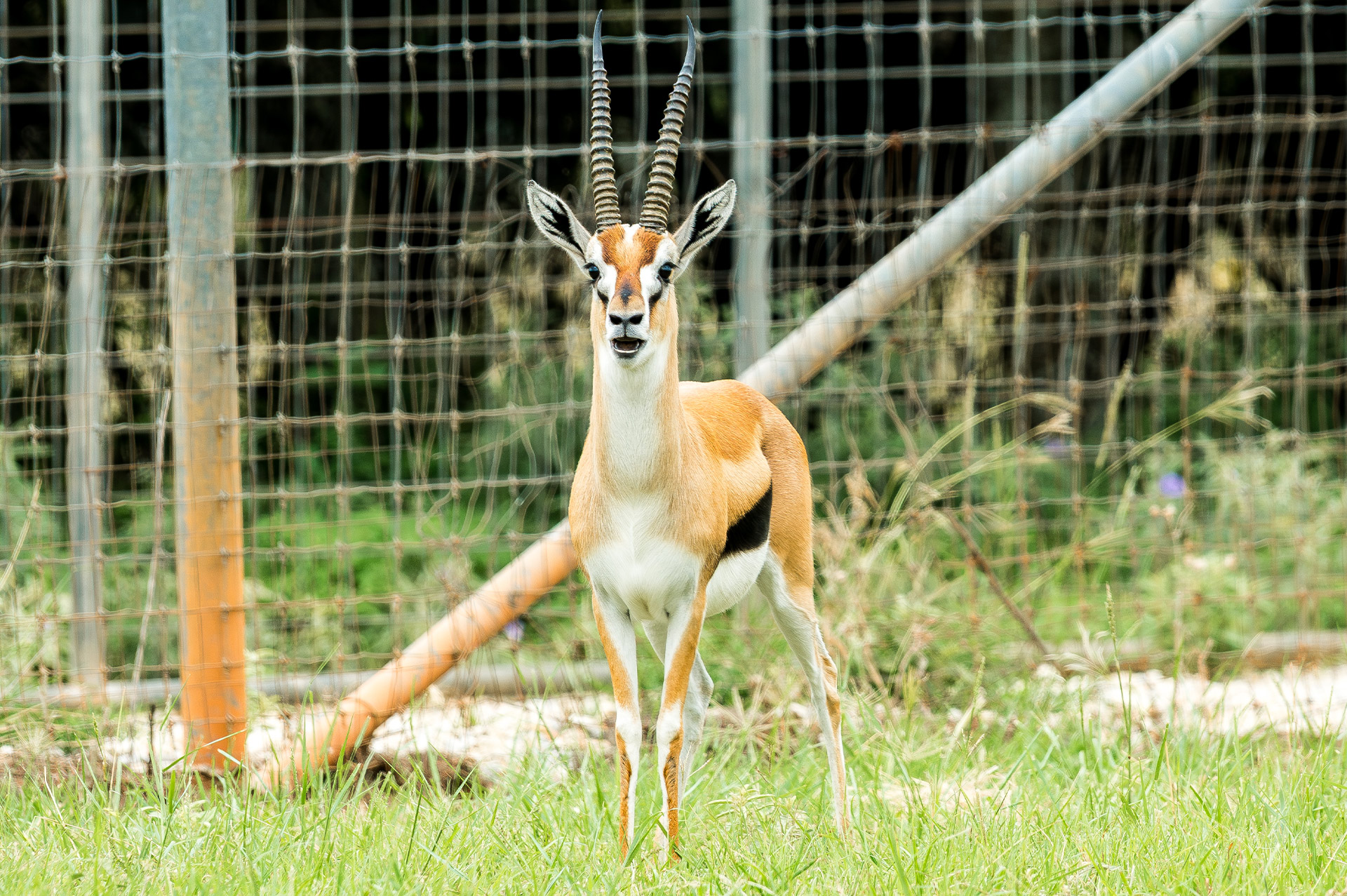 Thompson's Gazelle