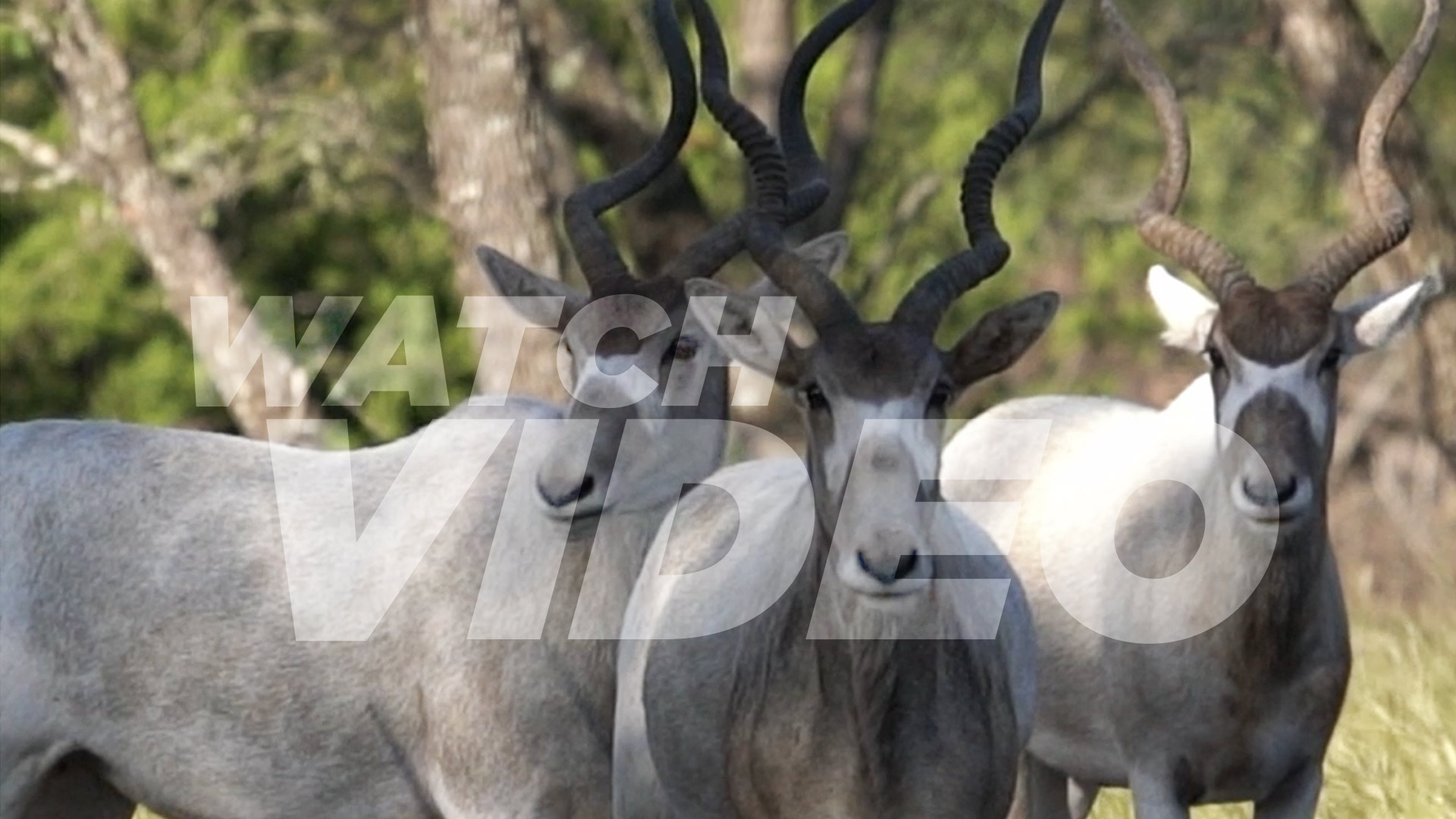 Addax social reel