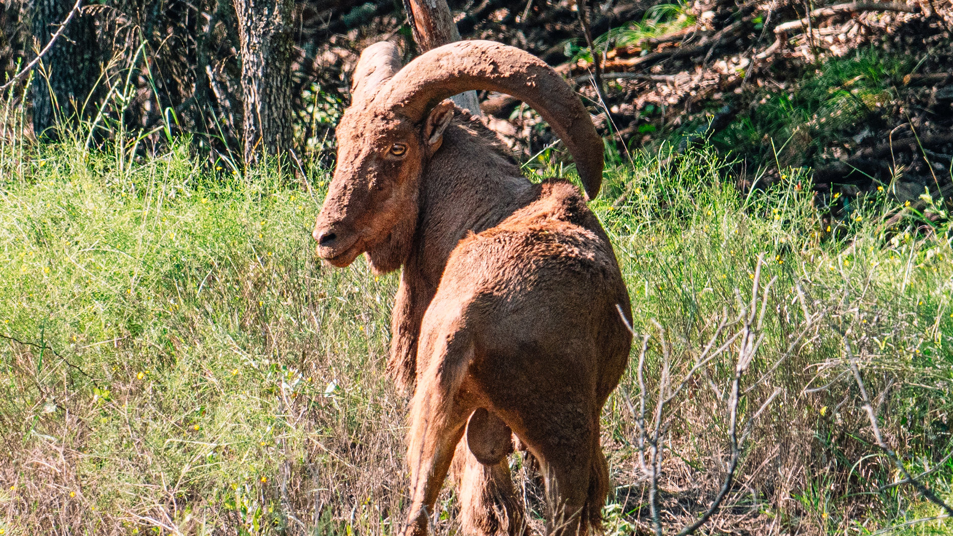 Aoudad