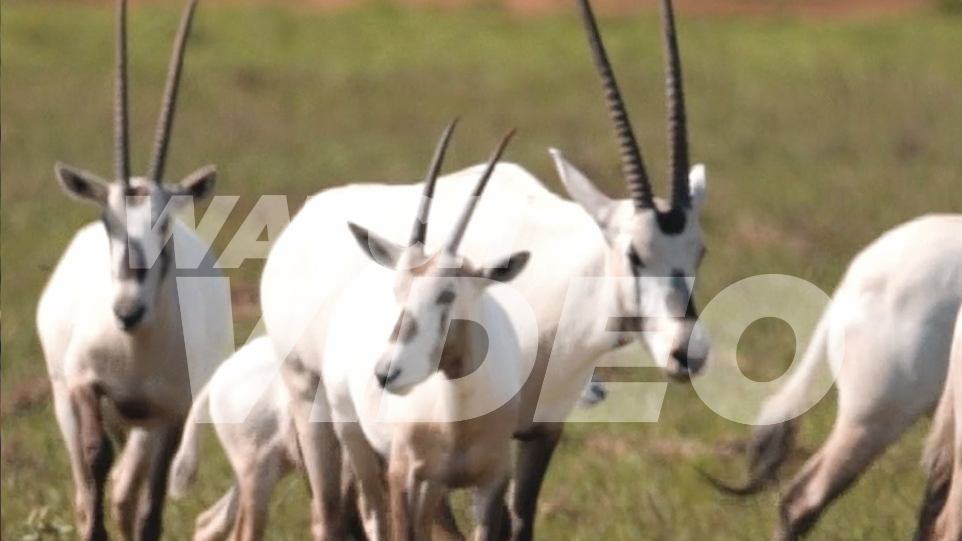 Arabian Oryx social reel