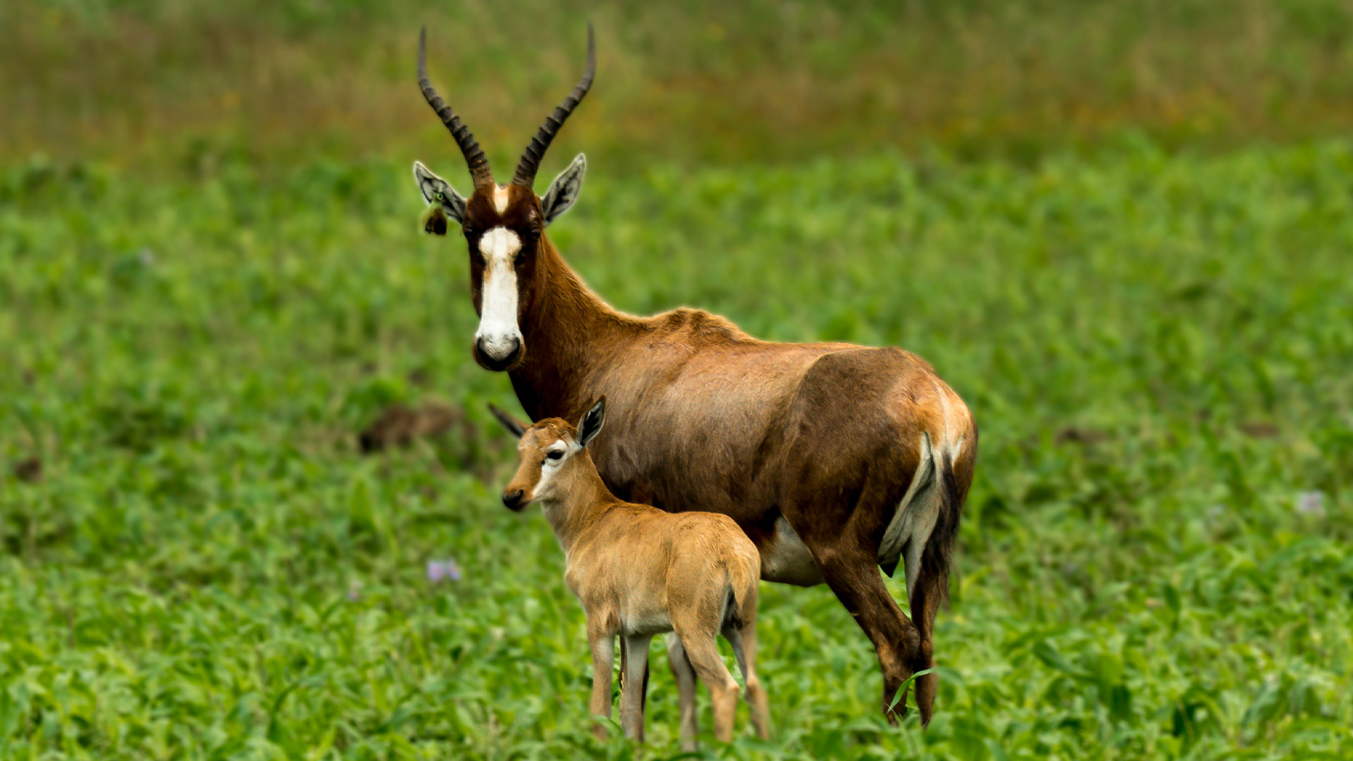 Blesbok