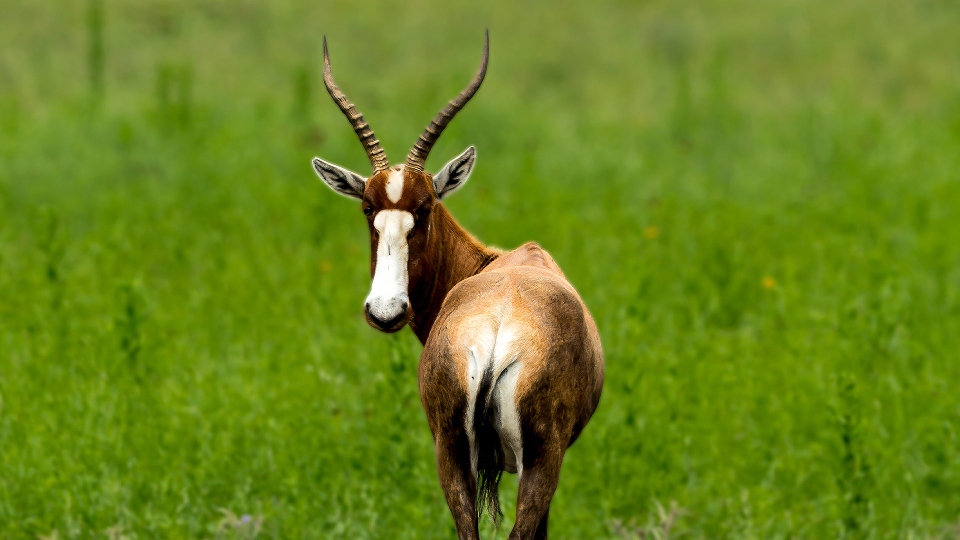 Blesbok