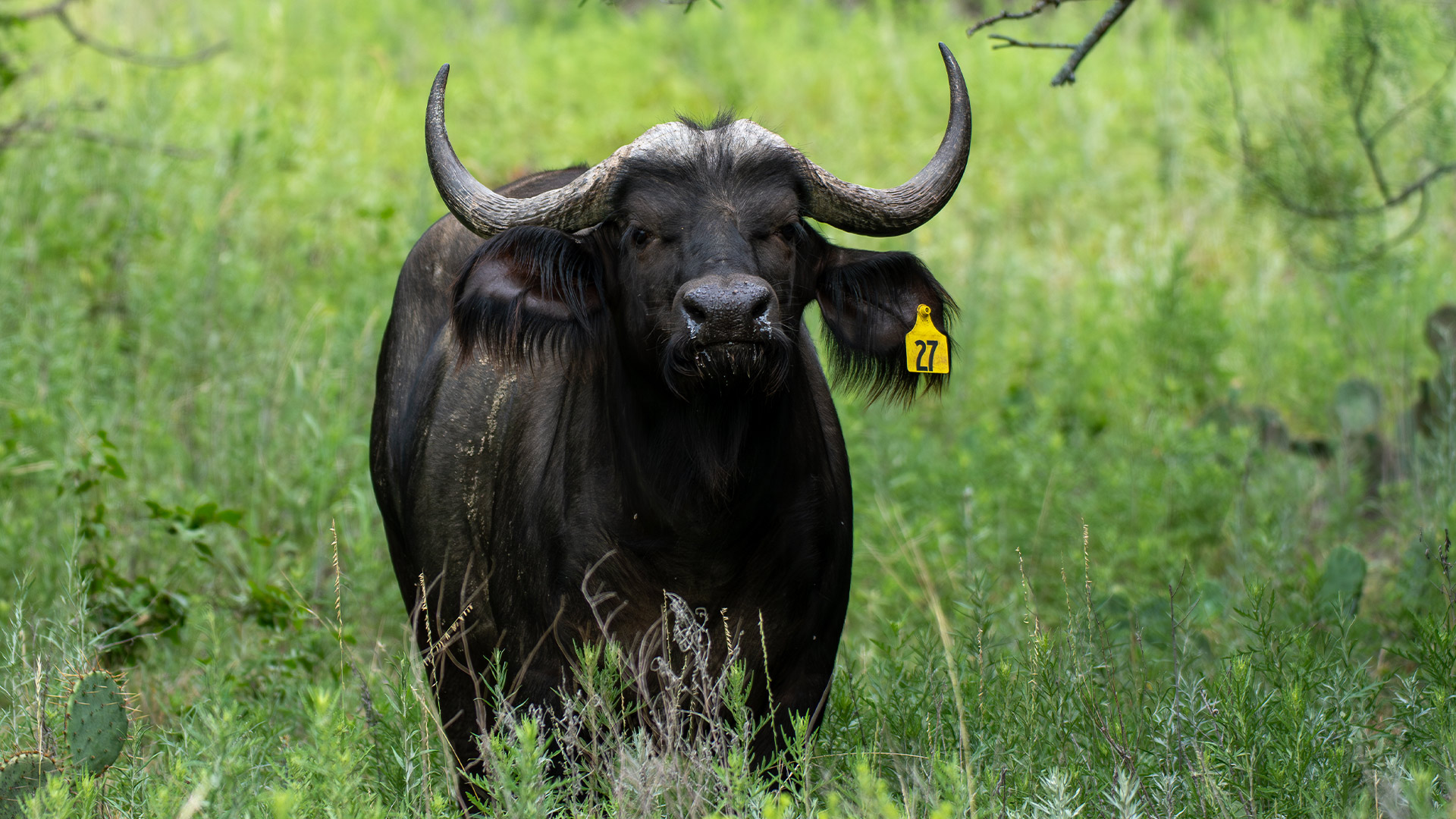 Cape Buffalo - Yellow 27