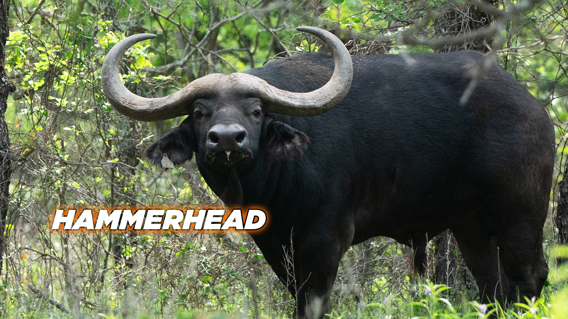 Cape Buffalo - Hammerhead