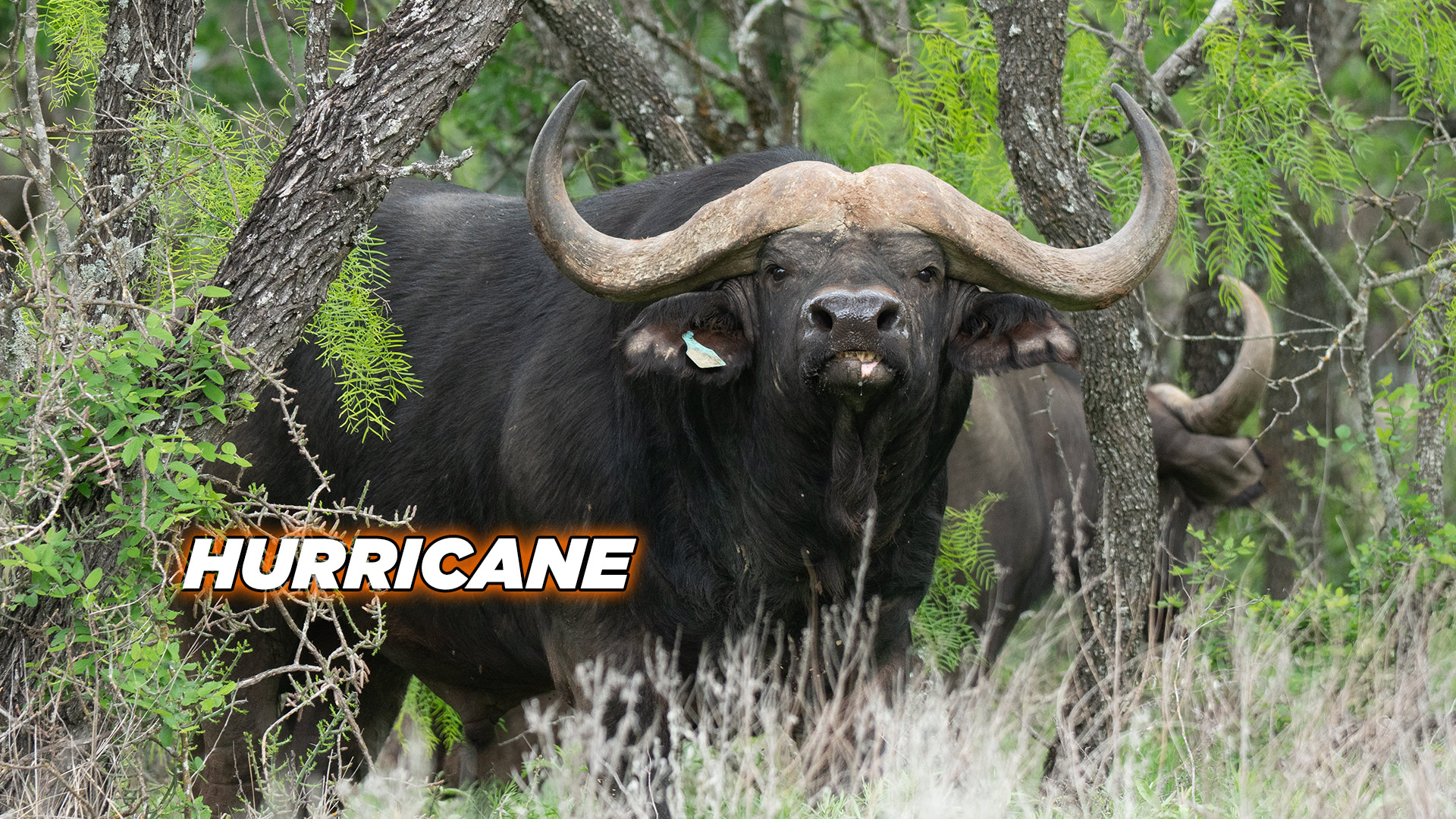 Cape Buffalo - Hurricane