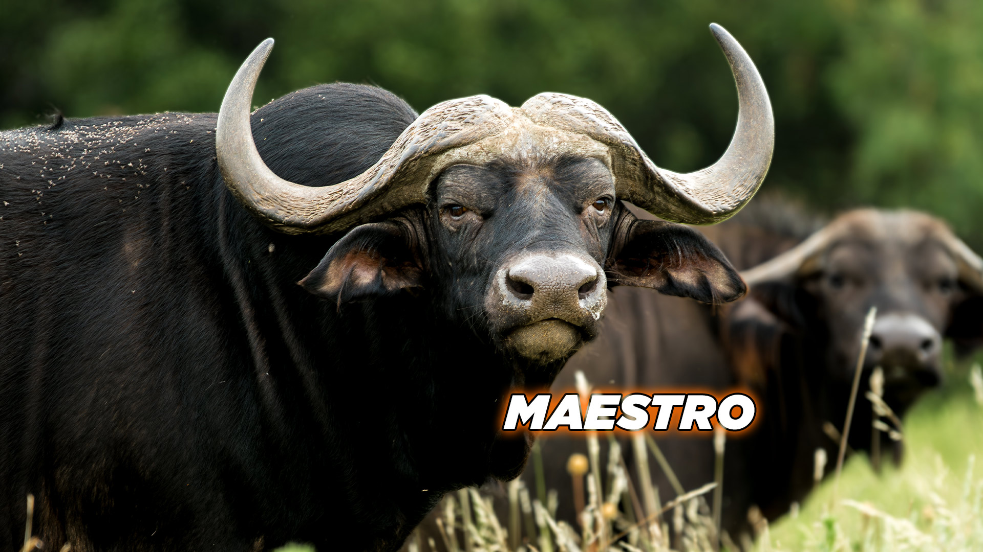Cape Buffalo - Maestro