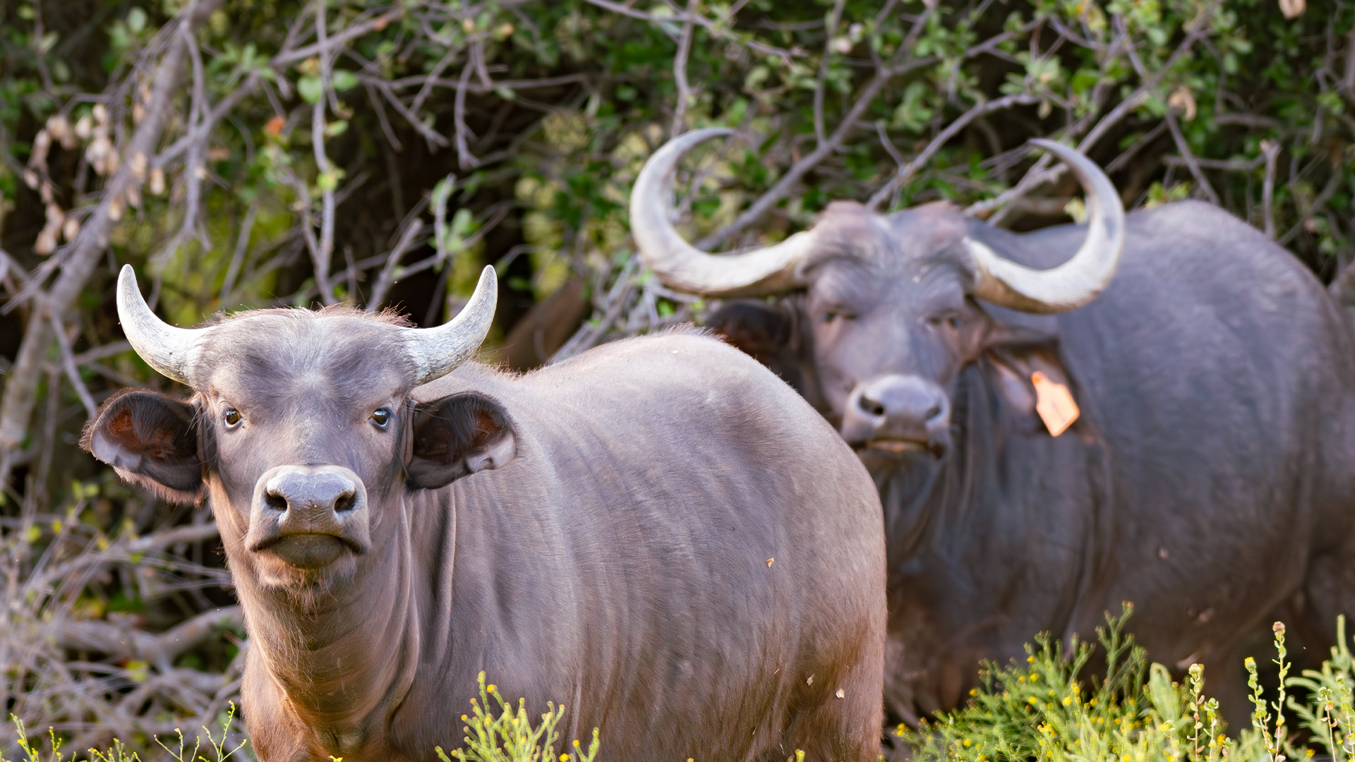 Cape Buffalo