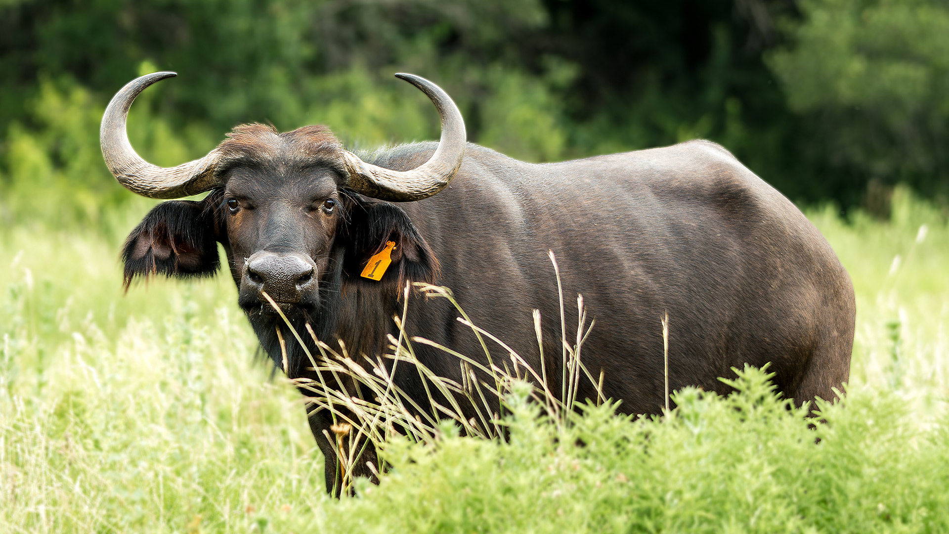 Cape Buffalo
