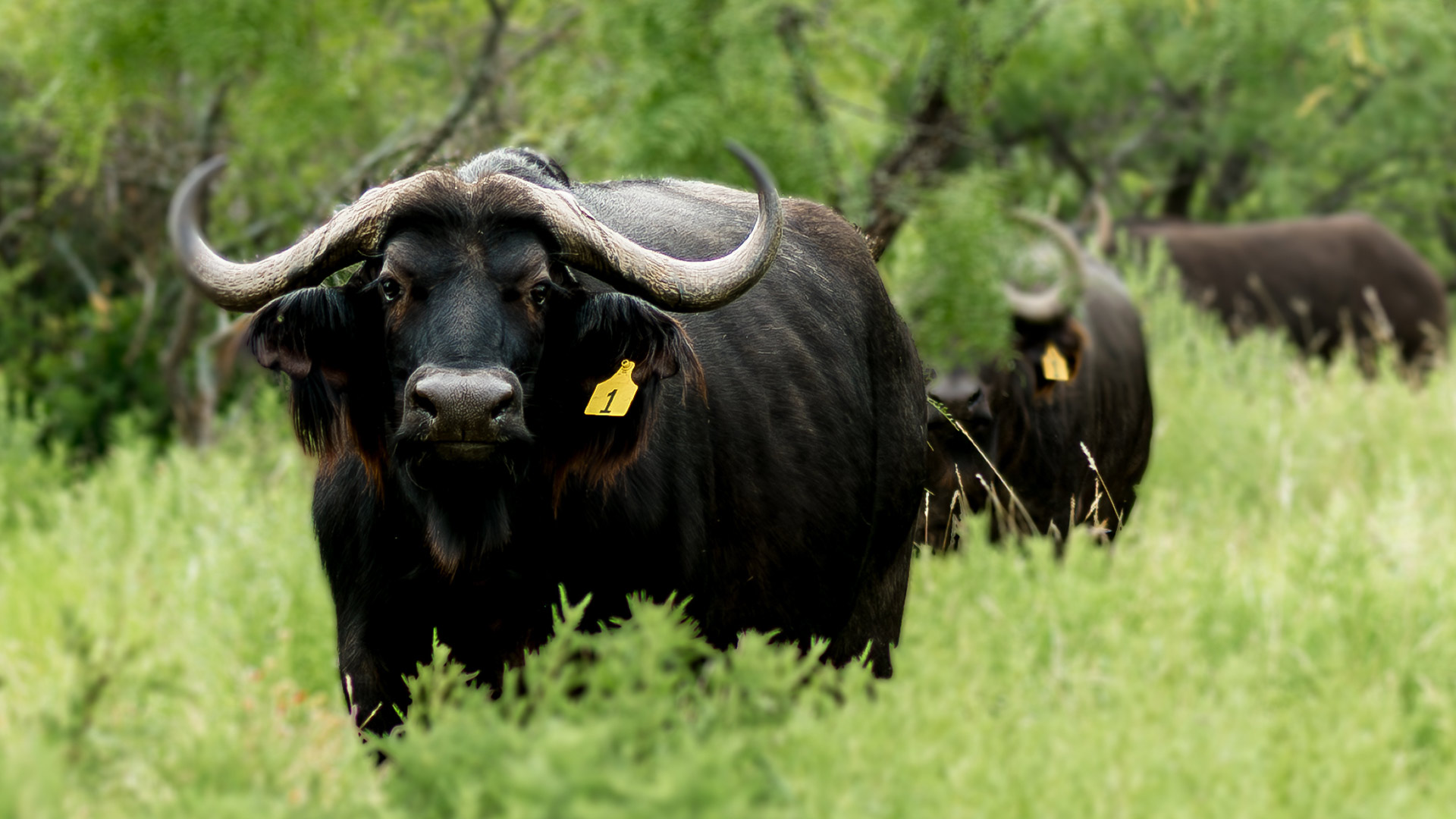 Cape Buffalo - Yellow 1