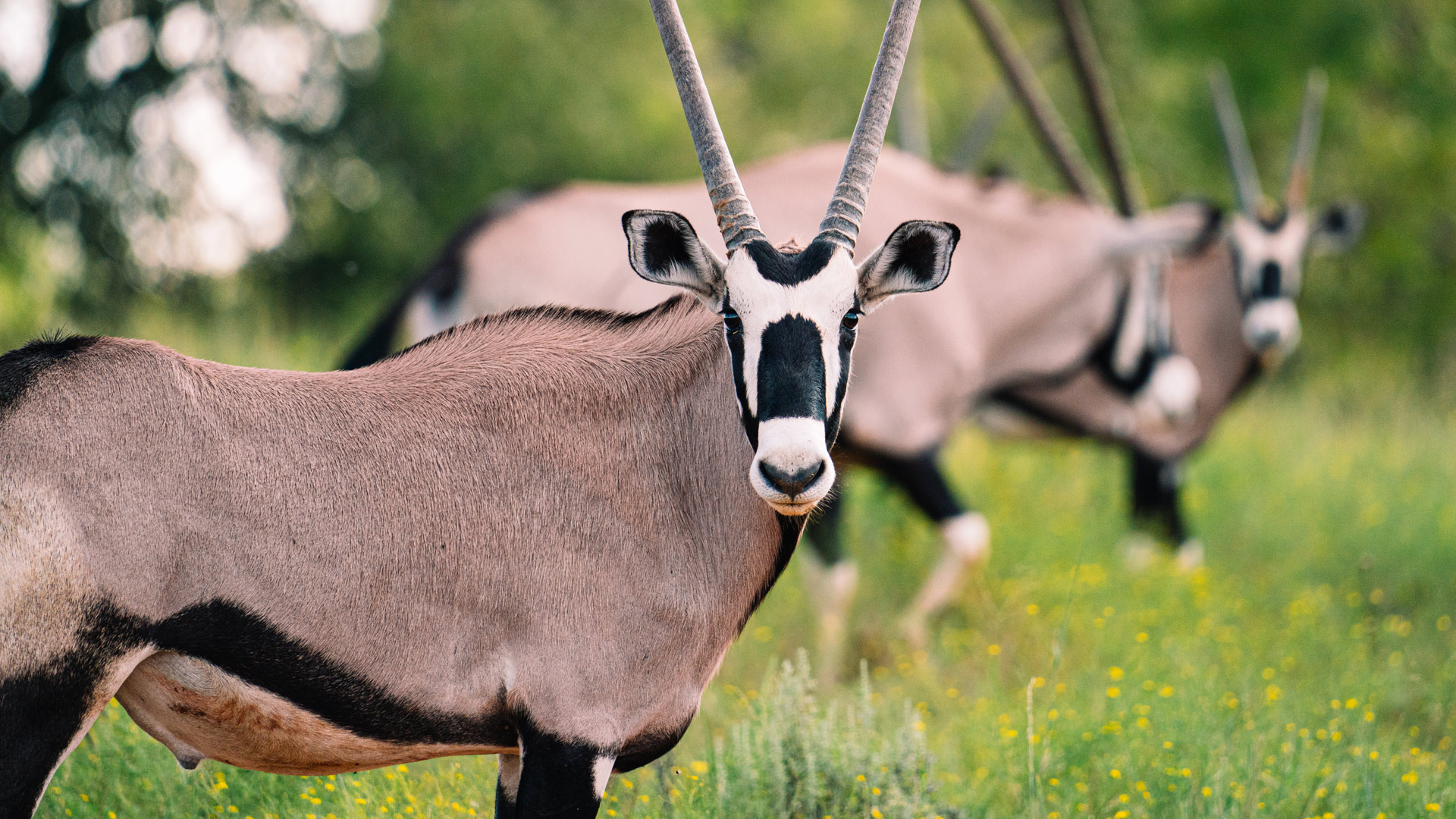 Gemsbok