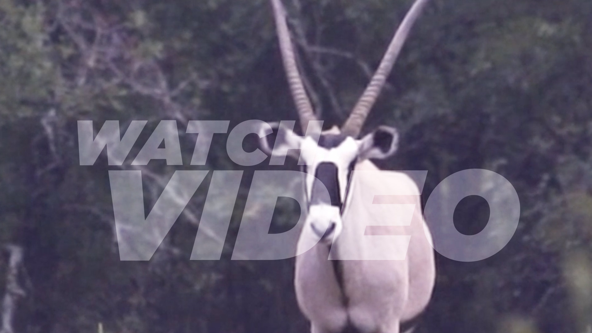 Gemsbok social reel