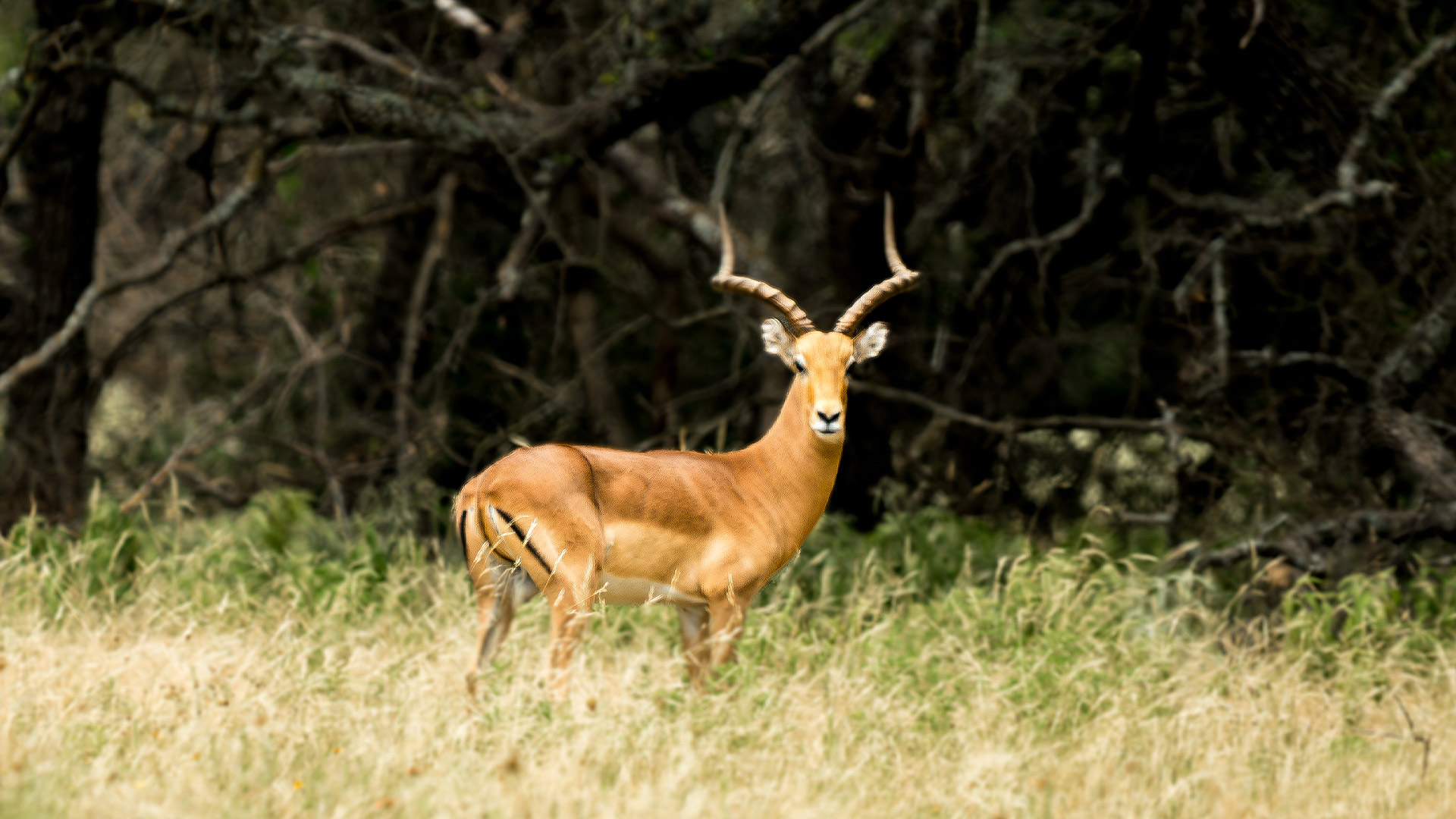 Impala