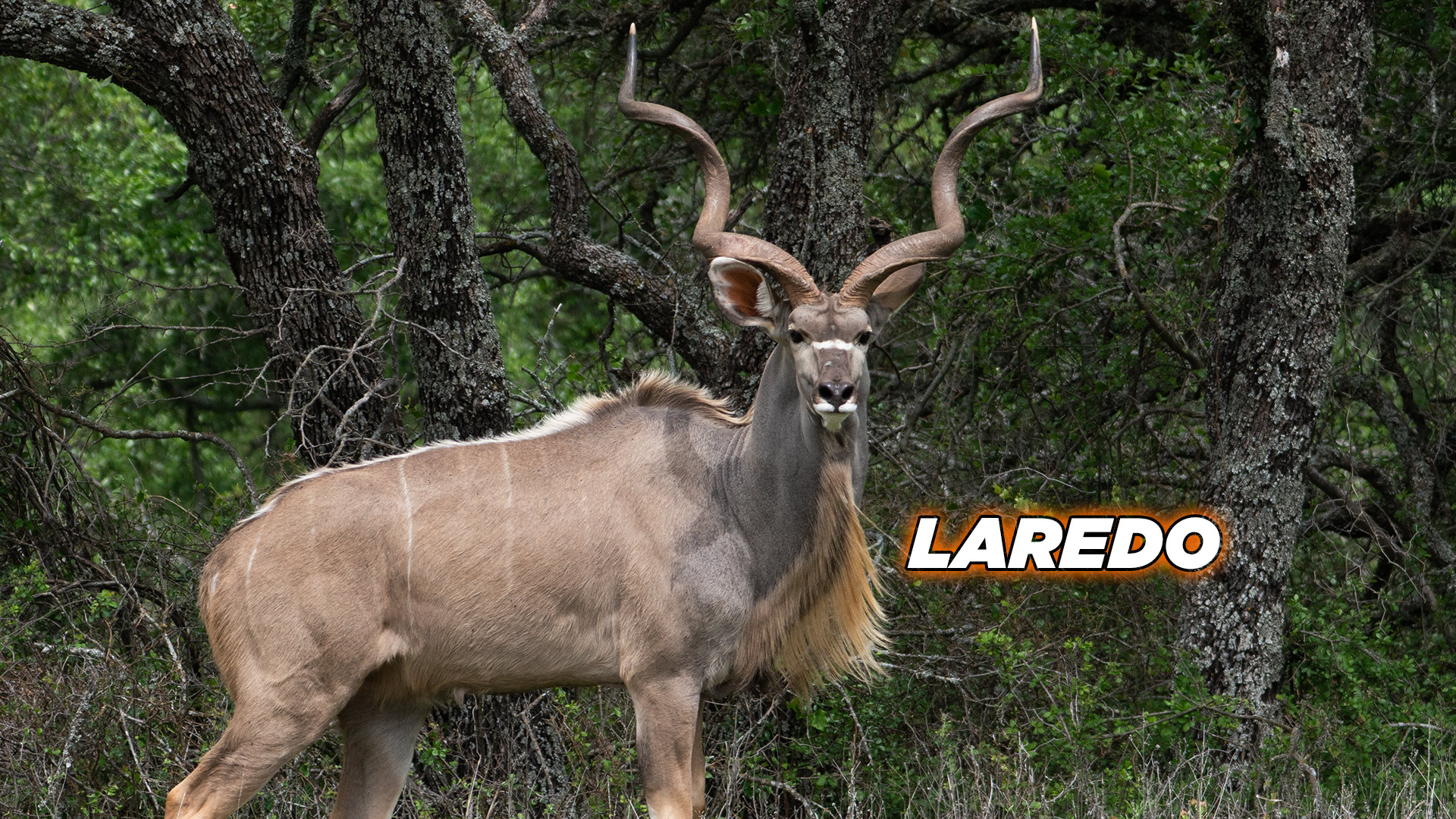 Kudu - Laredo