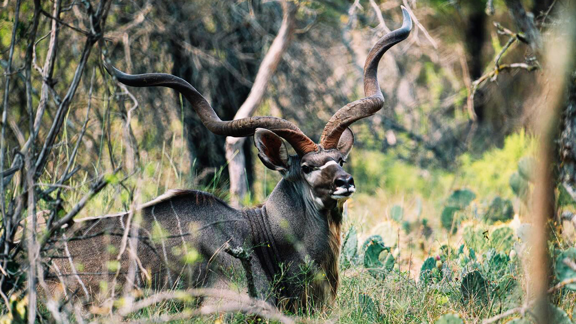 Kudu