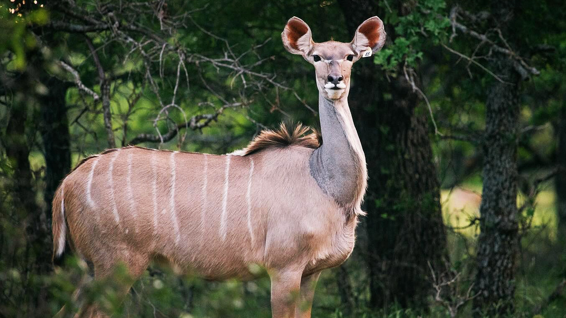 Kudu