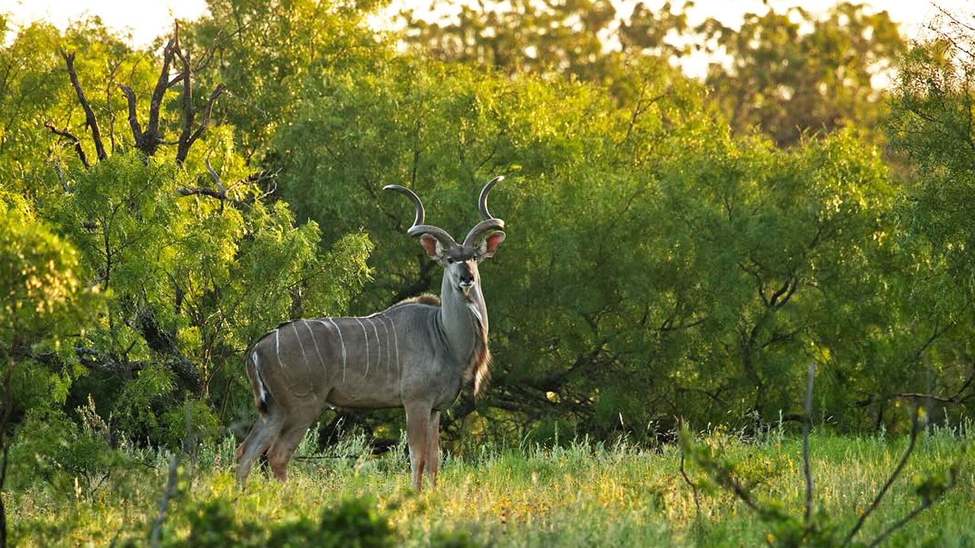 Kudu