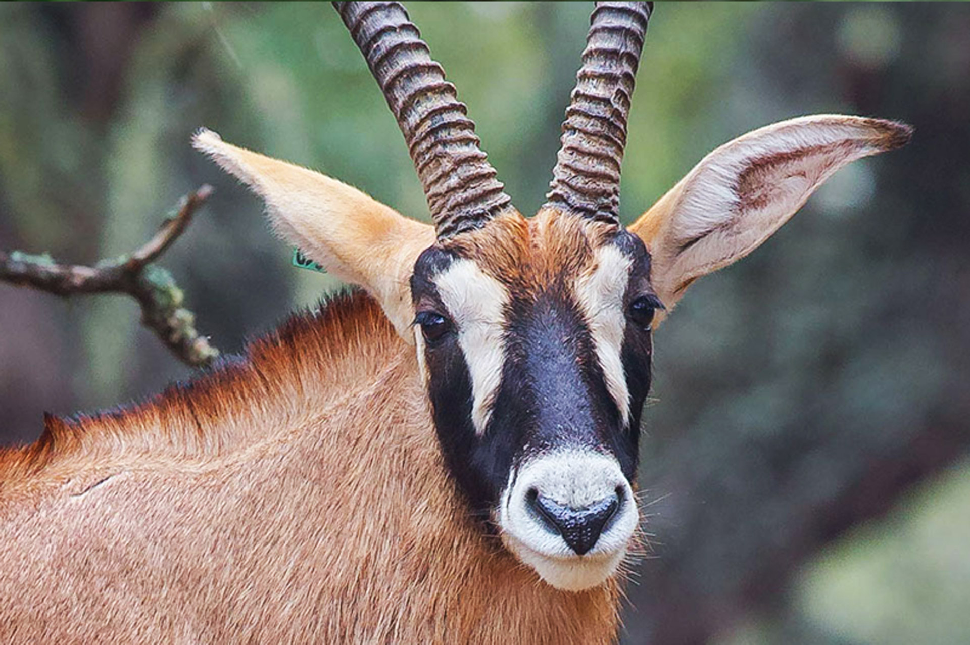 Roan Antelope