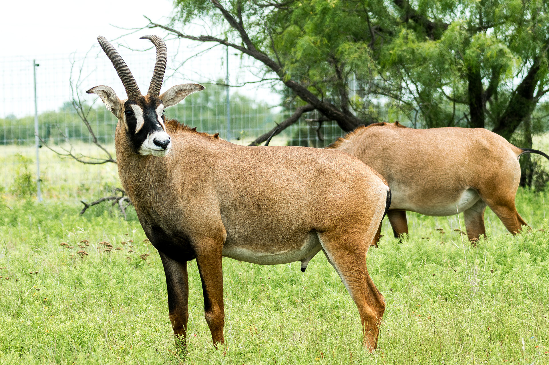 Roan Antelope