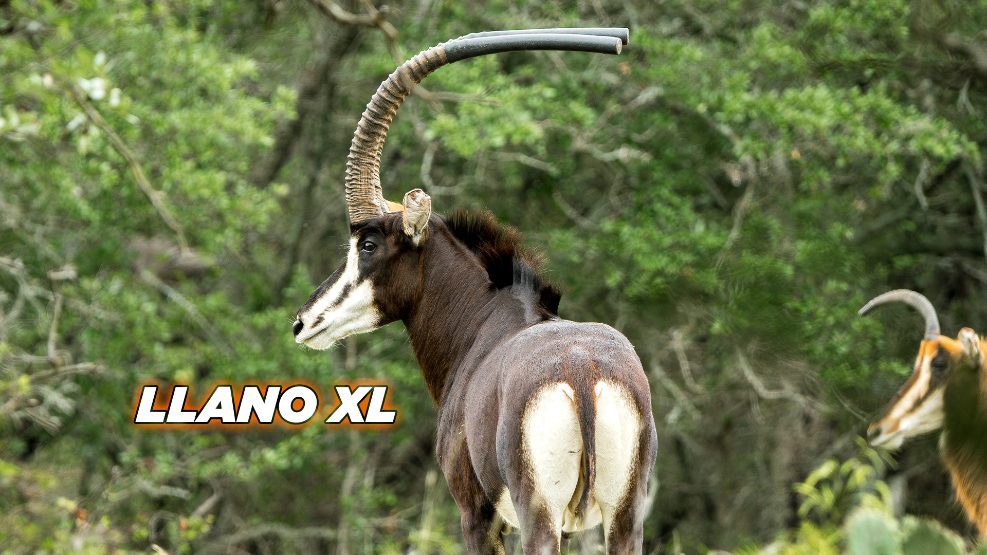Sable - Llano XL