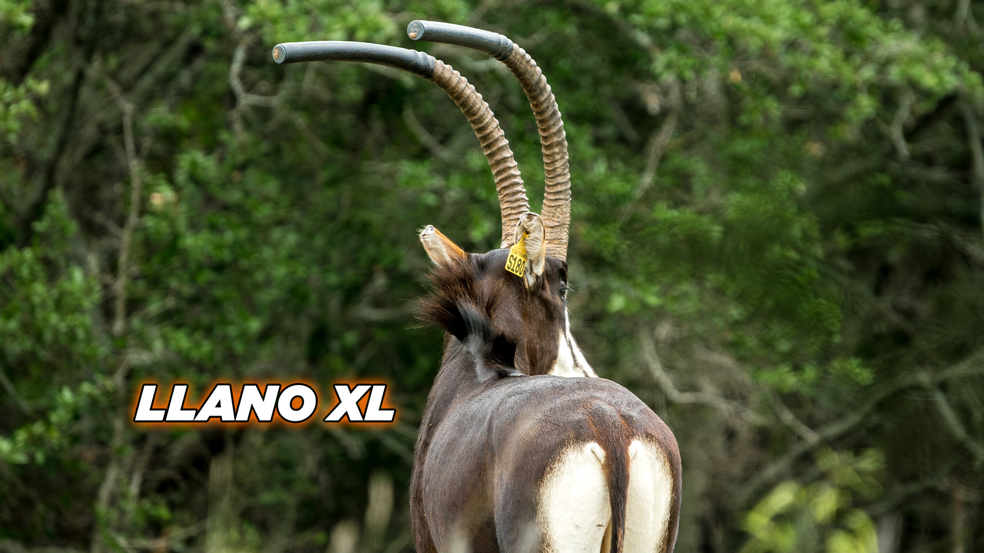 Sable - Llano XL