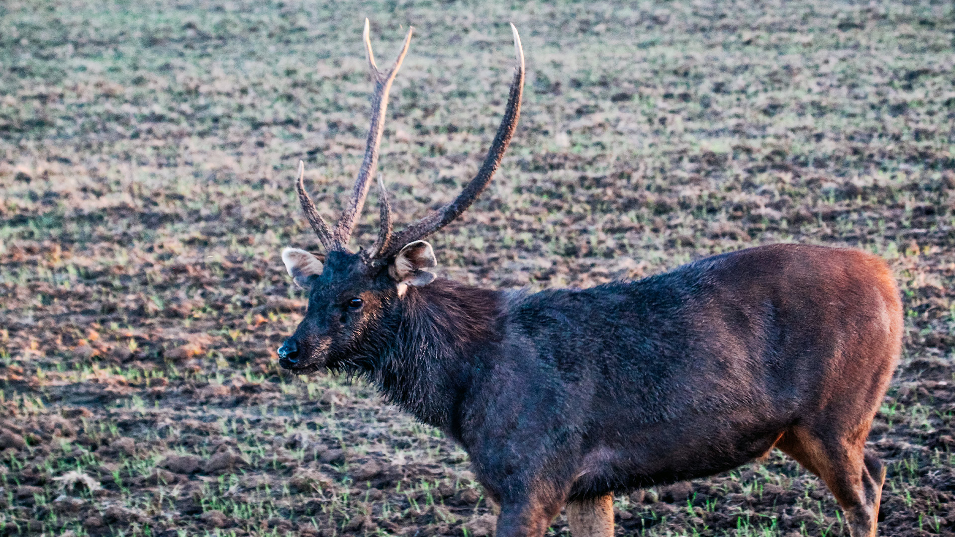 Sambar