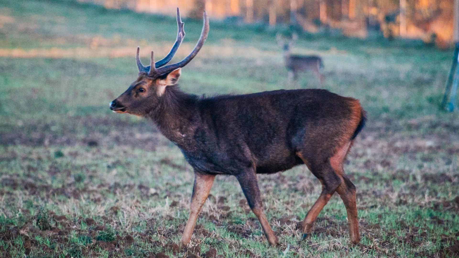 Sambar