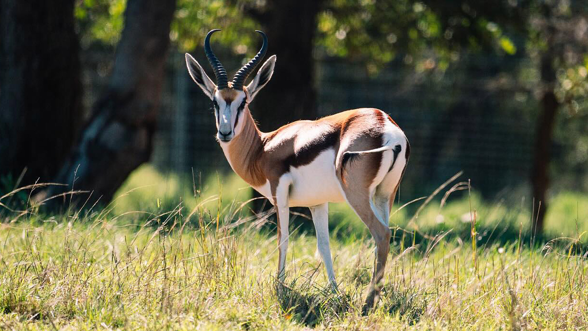 Springbok