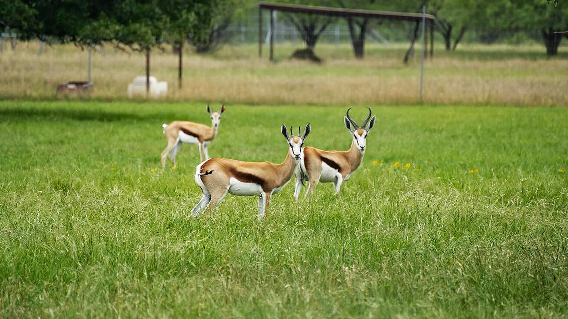 Springbok