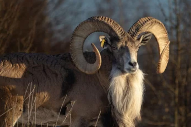 Transcaspian Urial