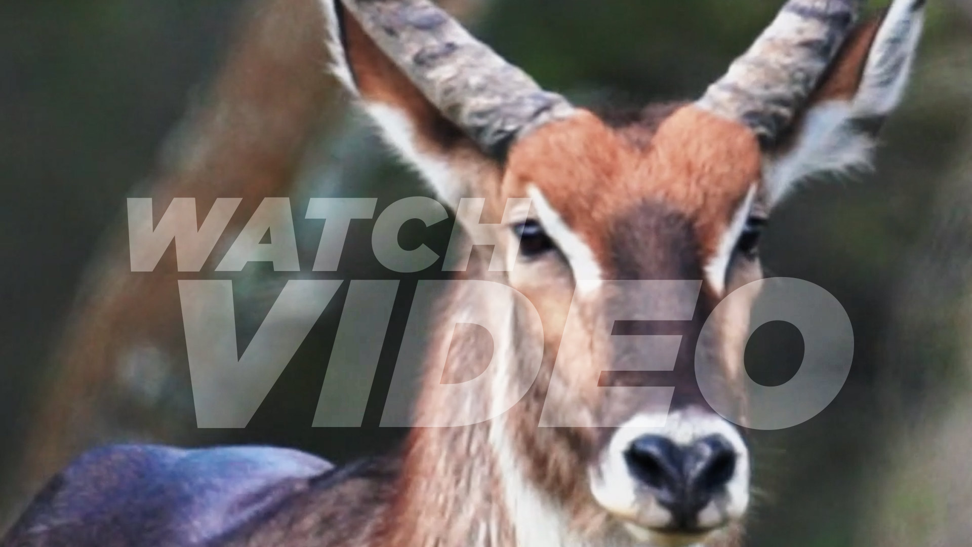 Waterbuck social reel